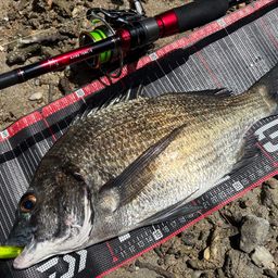 ミナミクロダイ