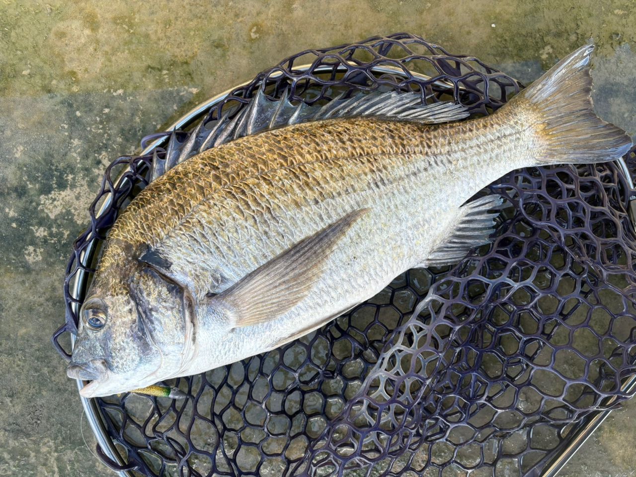 ミナミクロダイ