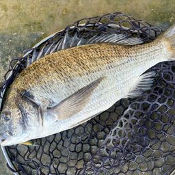 ミナミクロダイ