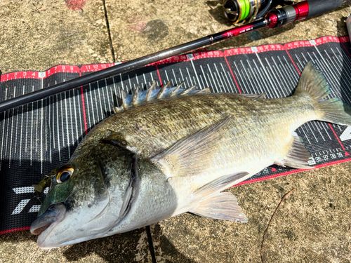 ミナミクロダイ　剥製 ミナミクロダイ - Search / X