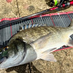 ミナミクロダイ