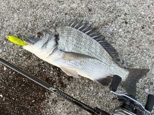 ミナミクロダイ　剥製 黒鯛剥製 年無し(50cm超)いろいろ #黒鯛 #チヌ #ノッコミ