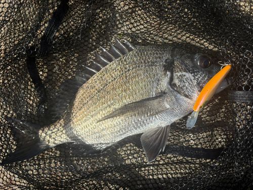 ミナミクロダイの釣果 - アングラーズ | 釣果600万件の魚釣り情報サイト