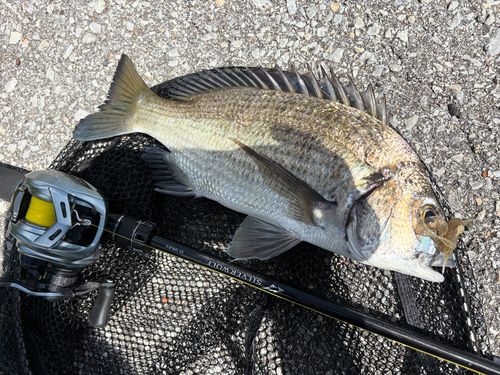 ミナミクロダイの釣果