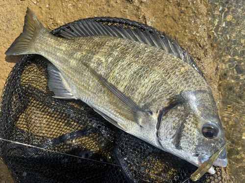 ミナミクロダイの釣果