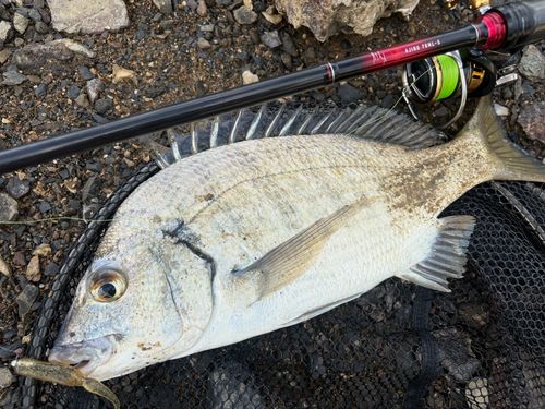 ミナミクロダイの釣果