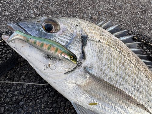 ミナミクロダイの釣果