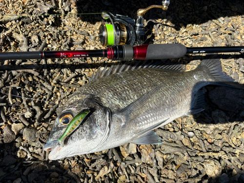 ミナミクロダイの釣果