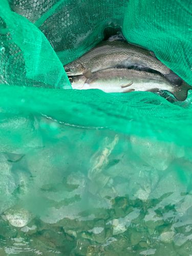 ニジマスの釣果