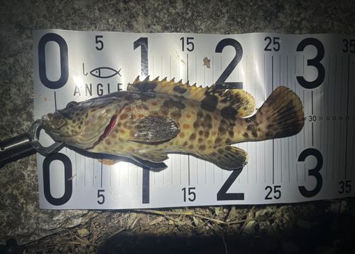 チャイロマルハタの釣果