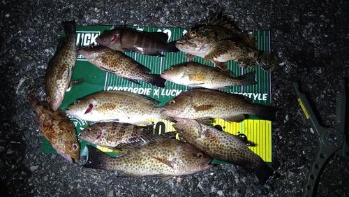 オニカサゴの釣果
