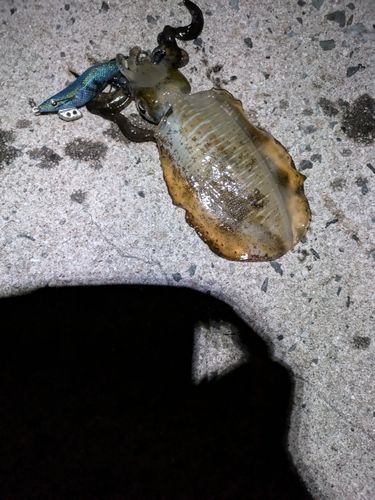 恵曇港