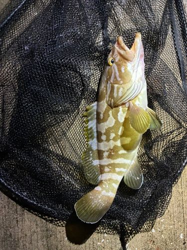 クエの釣果