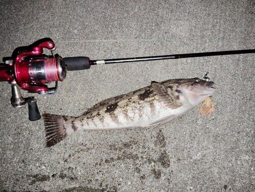 アブラコの釣果