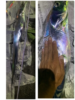 タチウオの釣果