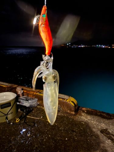 マメイカの釣果