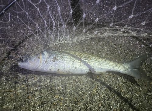ボラの釣果