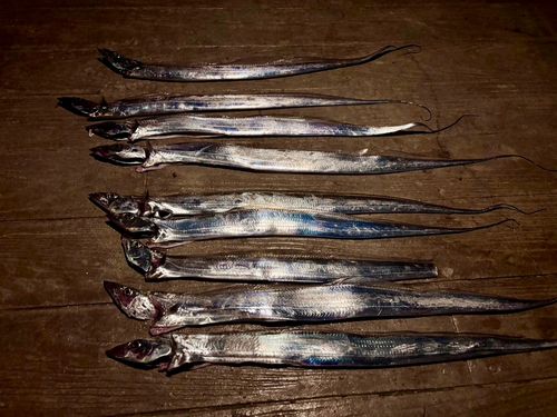 タチウオの釣果