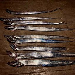 タチウオ