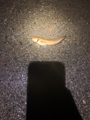 ゴンズイの釣果