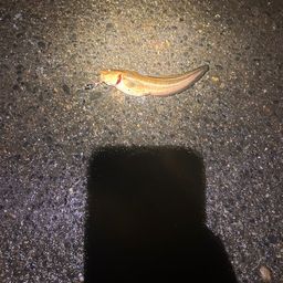 ゴンズイ