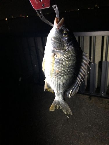 キビレの釣果