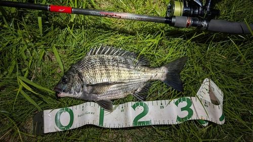 チヌの釣果