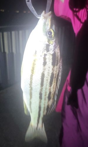 シマイサキの釣果