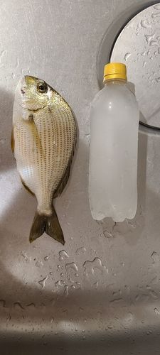 ヘダイの釣果