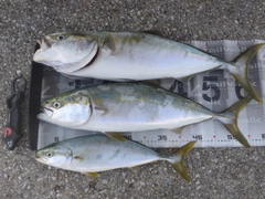 ハマチの釣果