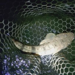 マゴチ
