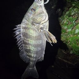 チヌ