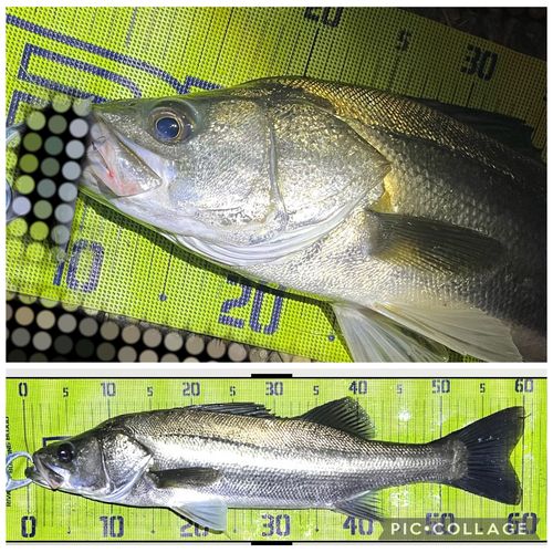 シーバスの釣果