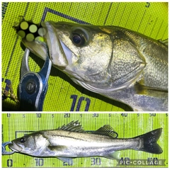 シーバスの釣果