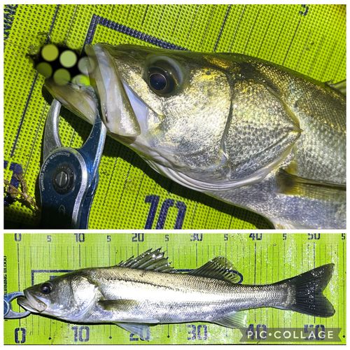 シーバスの釣果