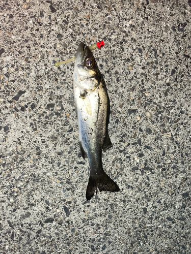 セイゴ（マルスズキ）の釣果