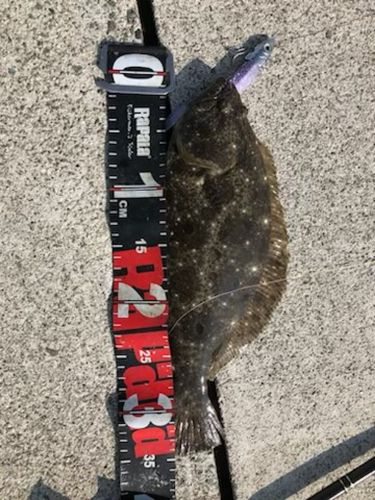 ソゲの釣果