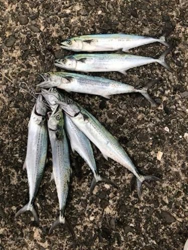 サゴシの釣果