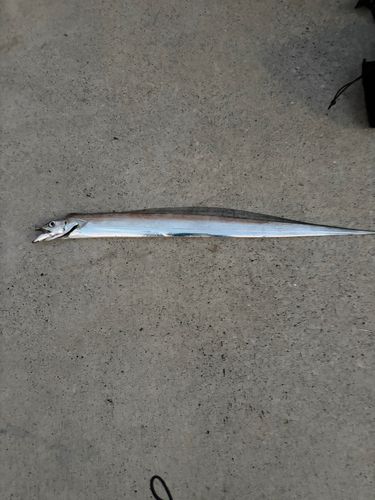 タチウオの釣果