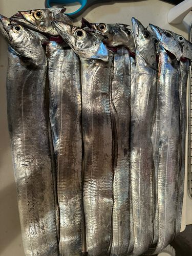 タチウオの釣果