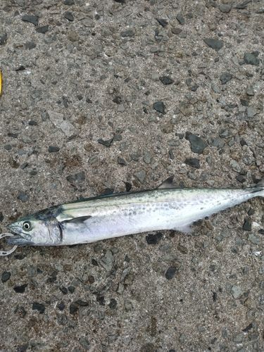 サゴシの釣果