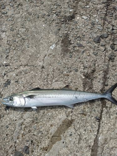 サゴシの釣果