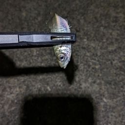 アジ