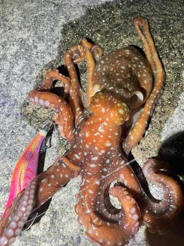 タコの釣果