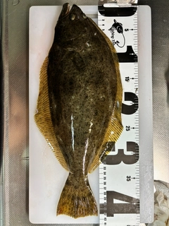 ヒラメの釣果