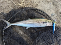 アナハゼの釣果