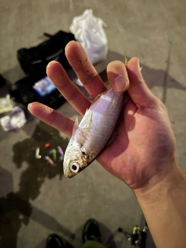 マアジの釣果