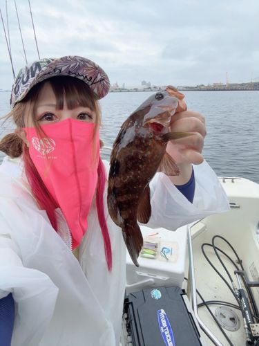 キジハタの釣果