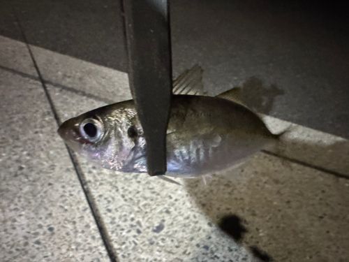 博多湾
