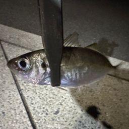 アジ